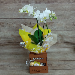Mini Orquídea Gratidão - Cor Variada